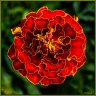 Mund Tagetes